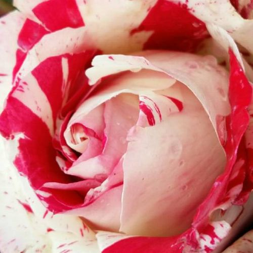 Rosa Rock & Roll™ - trandafir cu parfum intens - Trandafir copac cu trunchi înalt - cu flori teahibrid - roșu și alb - Tom Carruth - coroană tufiș - ,-